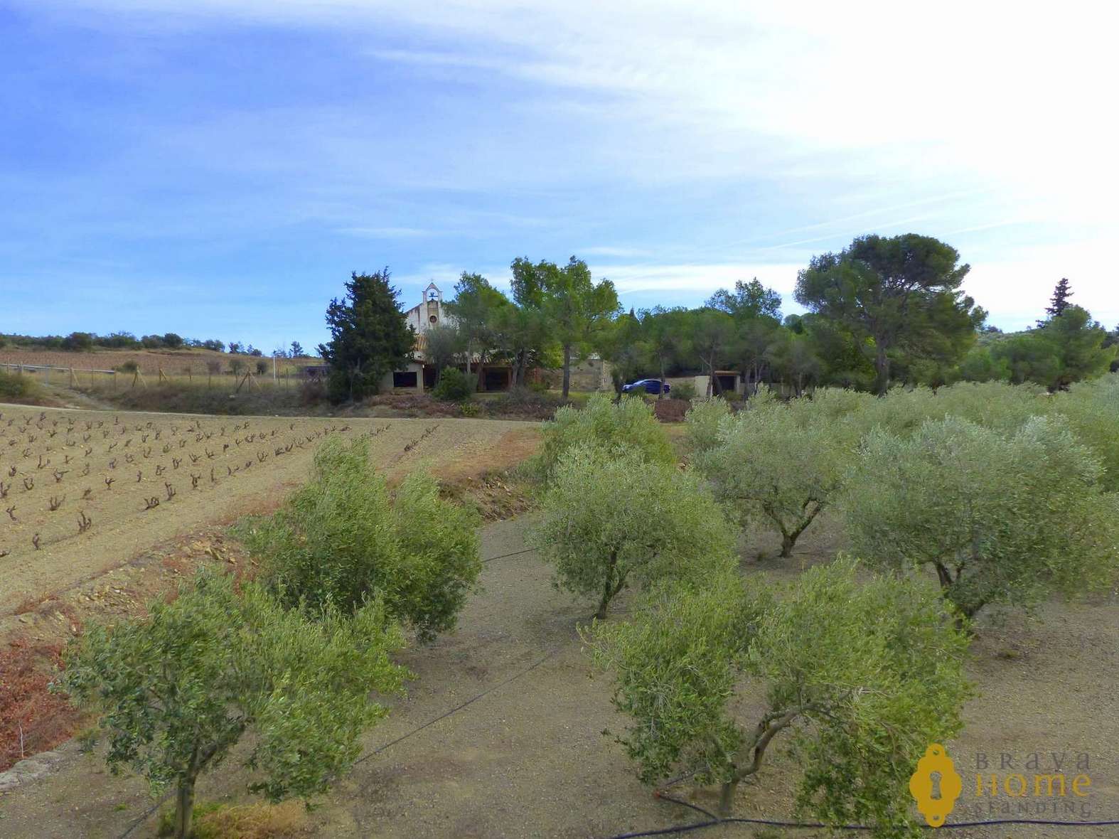 BONITA FINCA CON olivos EN VENTA EN GARRIGUELLA
