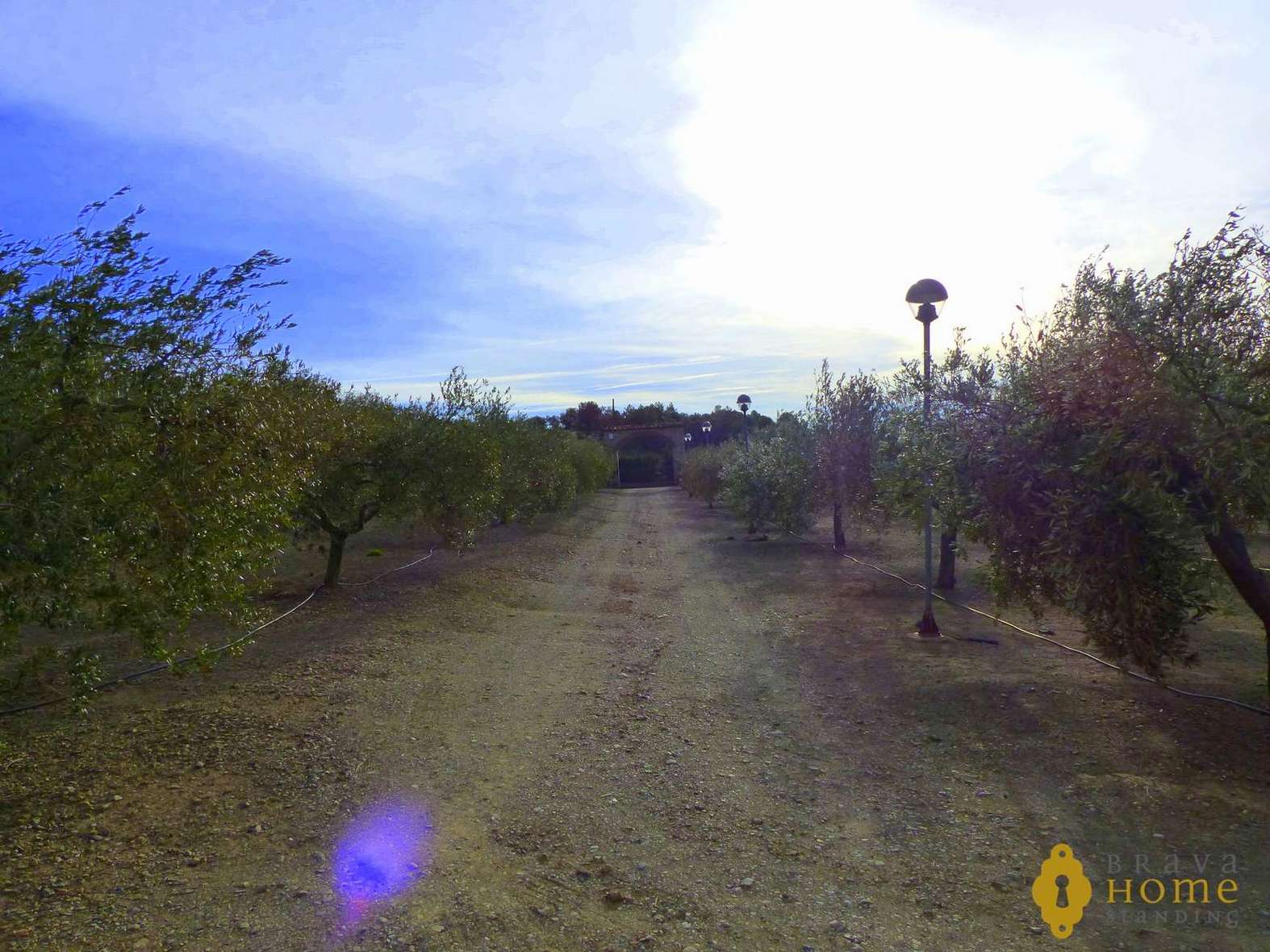 BONITA FINCA CON olivos EN VENTA EN GARRIGUELLA
