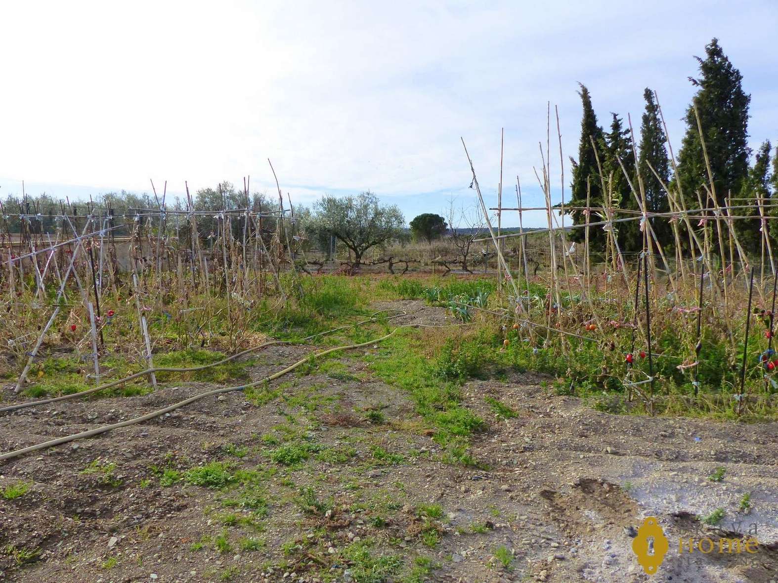 BONITA FINCA CON olivos EN VENTA EN GARRIGUELLA