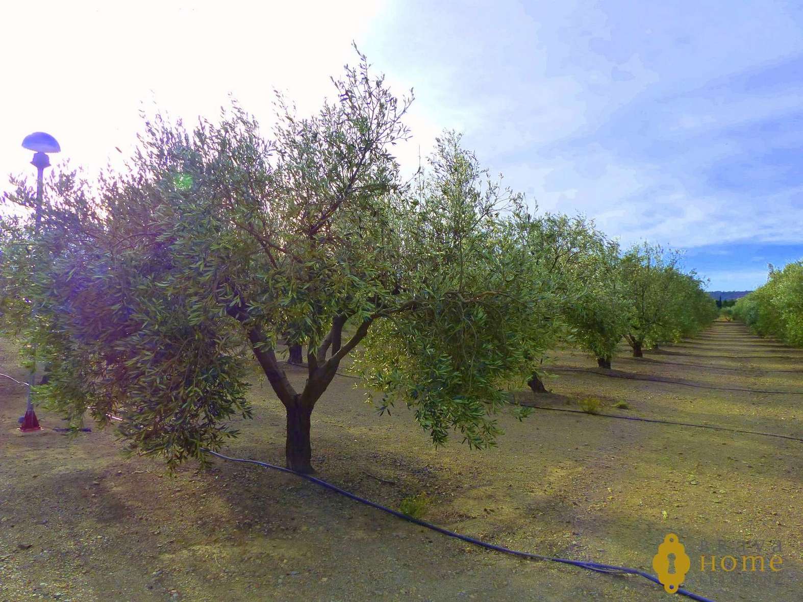 BONITA FINCA CON olivos EN VENTA EN GARRIGUELLA