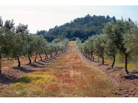 Obra nova a Garriguella 