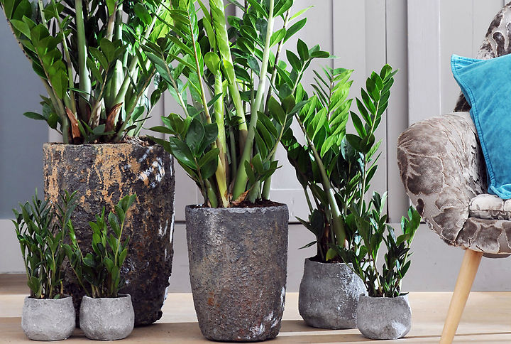 5 plantas para el interior de tu casa